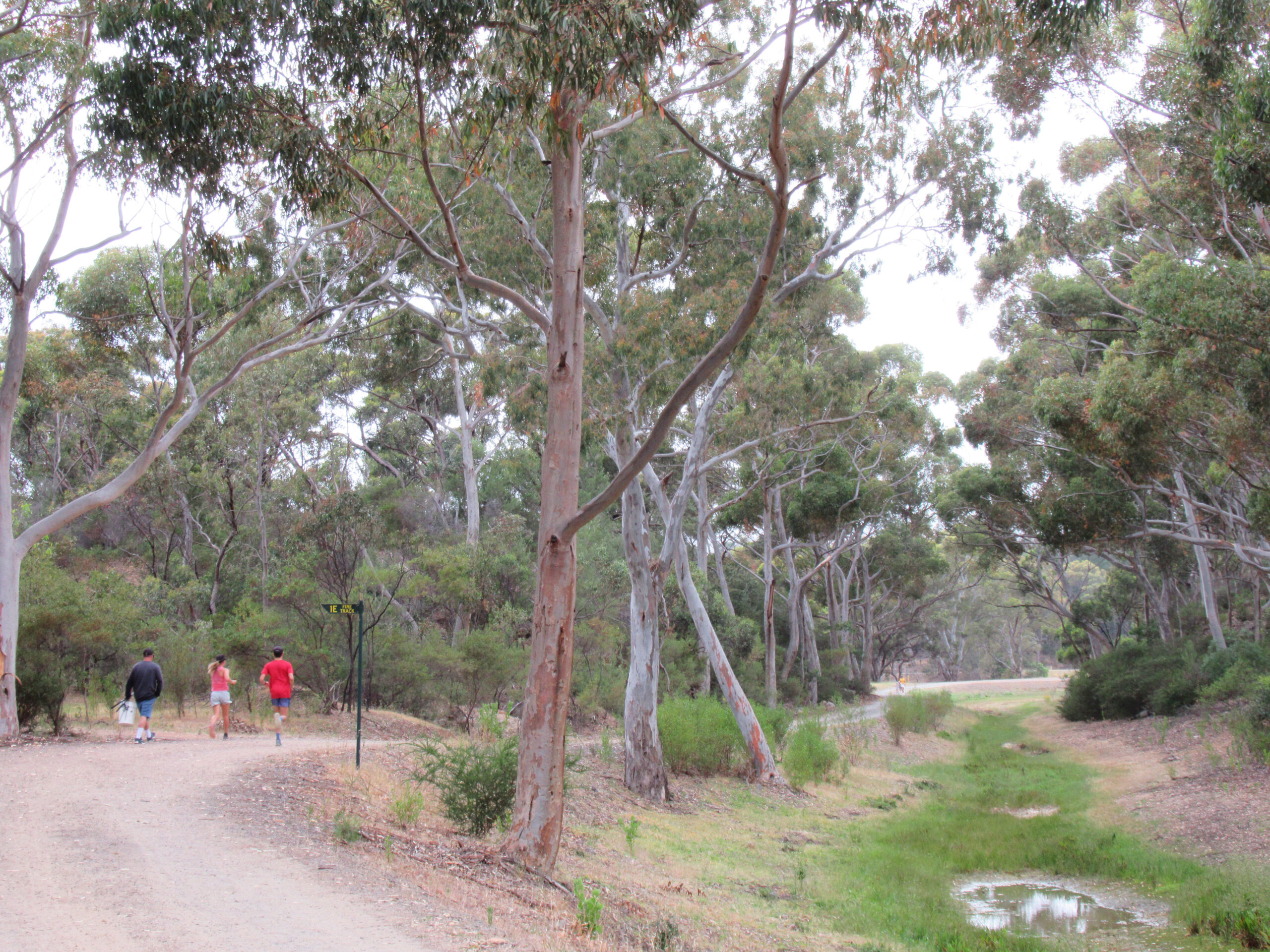 The Woodland Loop track through native eucalypt bushland